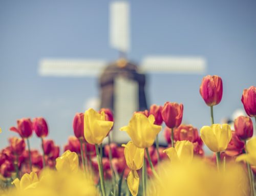 Tulpenblüte in Holland 01.05.2023 – 04.05.2023