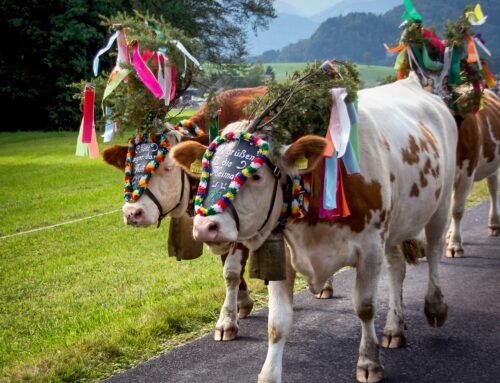 Almabtrieb im Pitztal, 11. – 14.09.2025