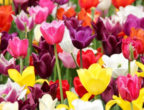 Tagesfahrt – Landesgartenschau nach Ellwangen am 23.05.2026